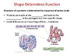 What Determines the Shape and Function of a Protein Quizlet