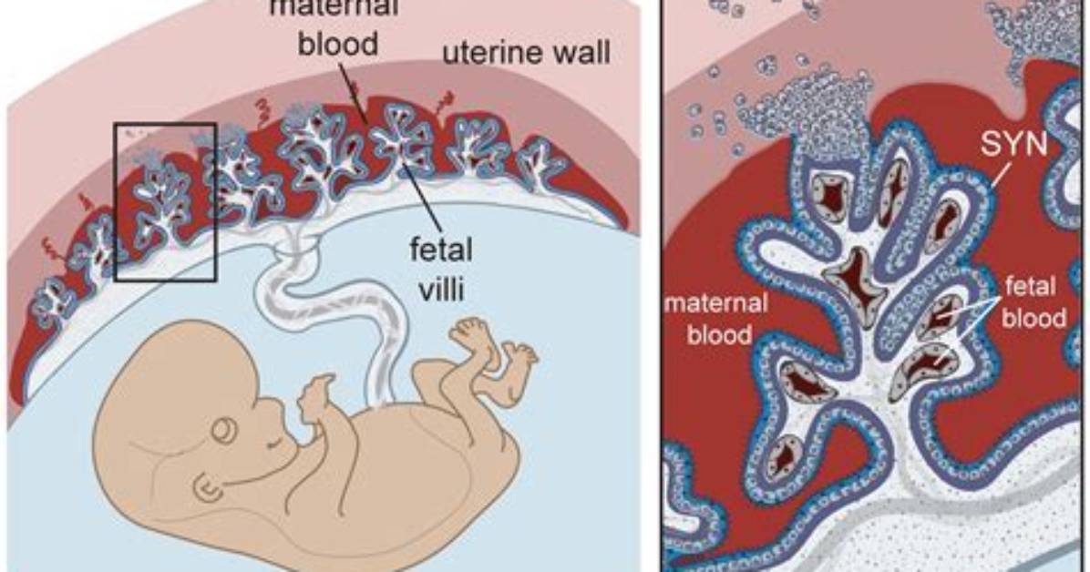 What Develops into Placenta?