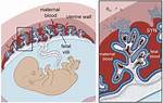 What Develops into Placenta?