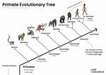 What Did Primates Evolve from?