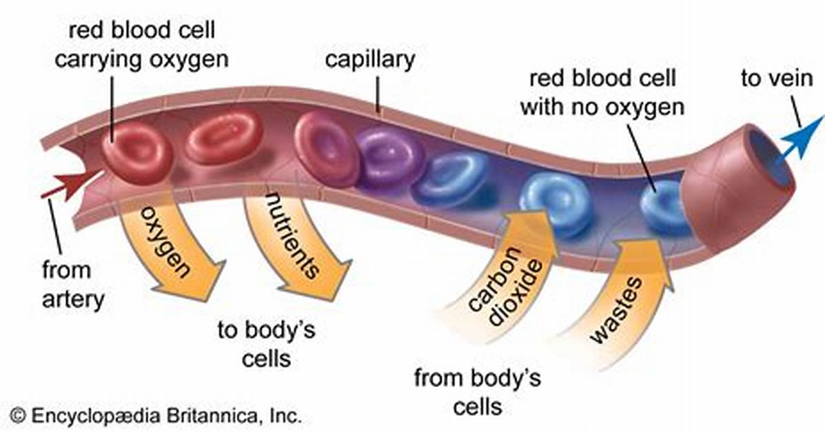 What Diffuses Through Capillaries?