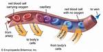 What Diffuses Through Capillaries?