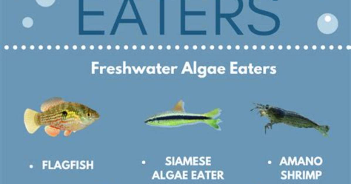What Do Algae Eat