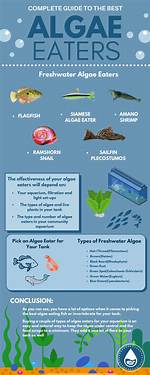 What Do Algae Eat