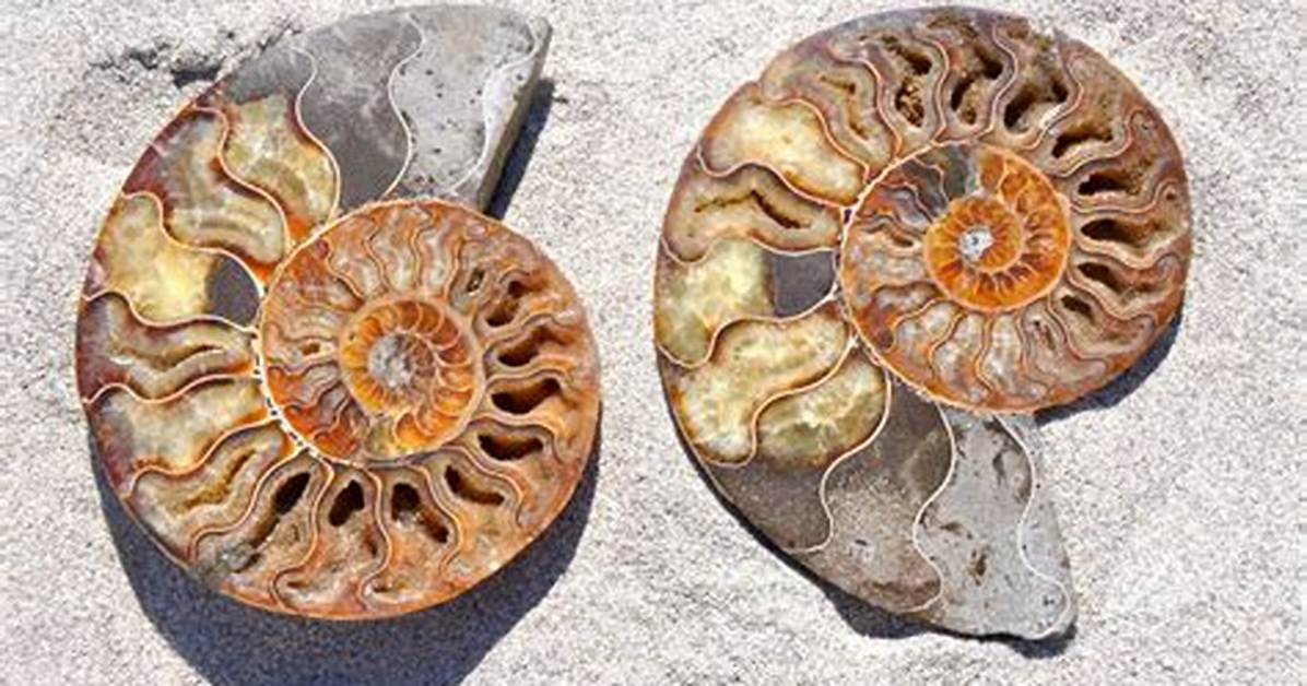 What Do Ammonites Represent?
