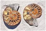 What Do Ammonites Represent?