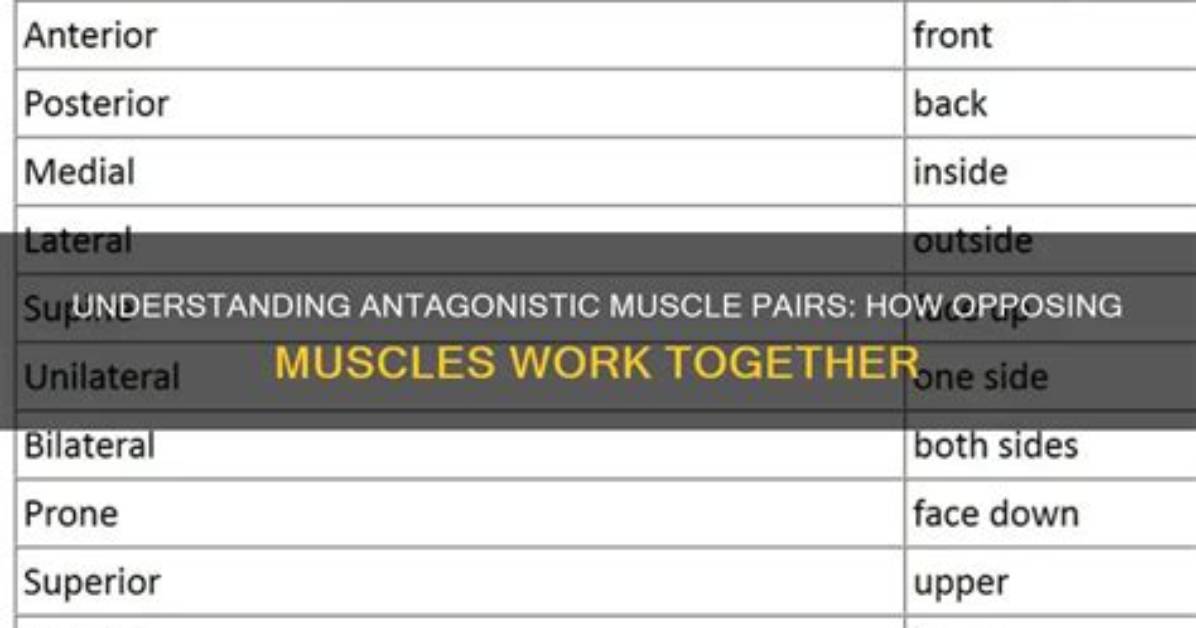 What Do Antagonistically Mean?