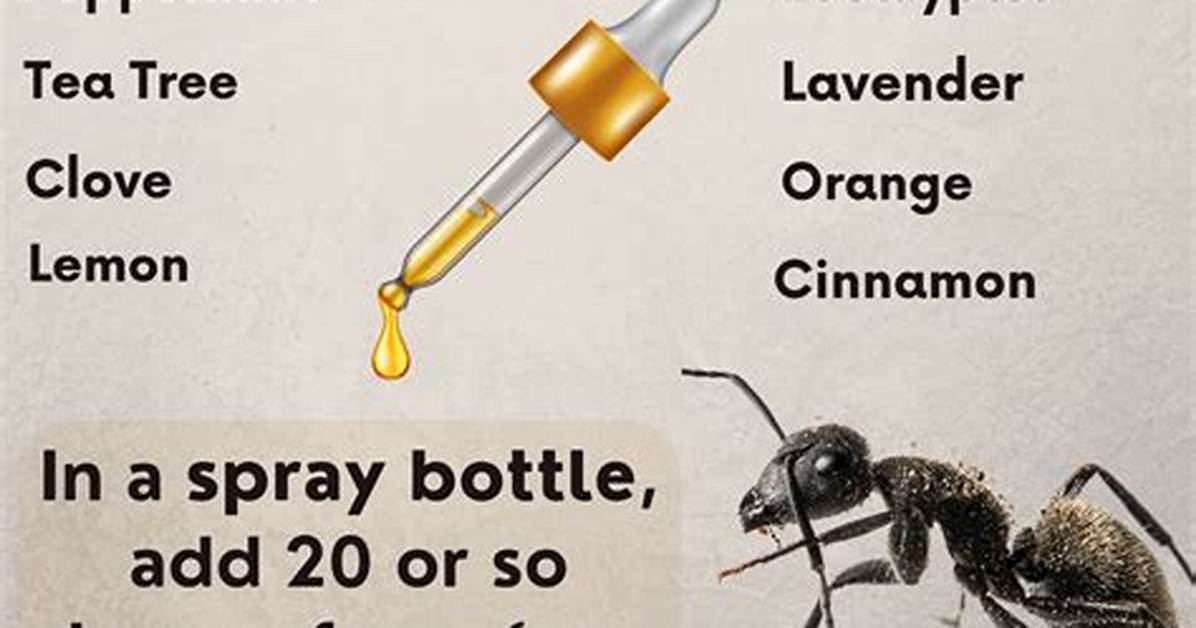 What Do Ants Hate