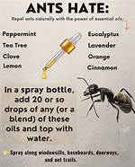 What Do Ants Hate