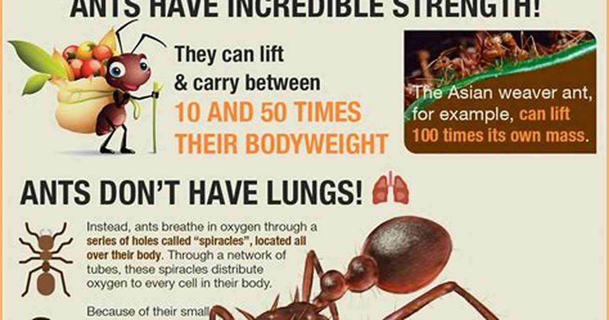 What Do Ants Like?