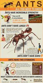 What Do Ants Like?