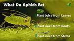 What Do Aphids Eat?