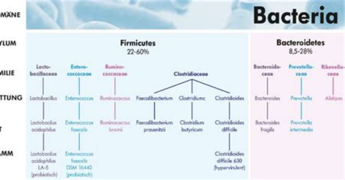 What Do Bacteroidetes Do