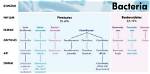 What Do Bacteroidetes Do