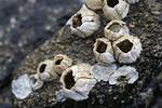 What Do Barnacles Eat