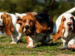 What Do Bassets Hunt?
