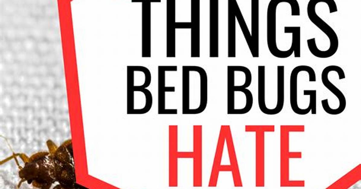 What Do Bed Bugs Hate