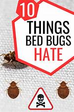 What Do Bed Bugs Hate