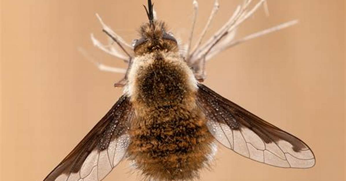 What Do Bee Flies Do