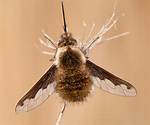 What Do Bee Flies Do