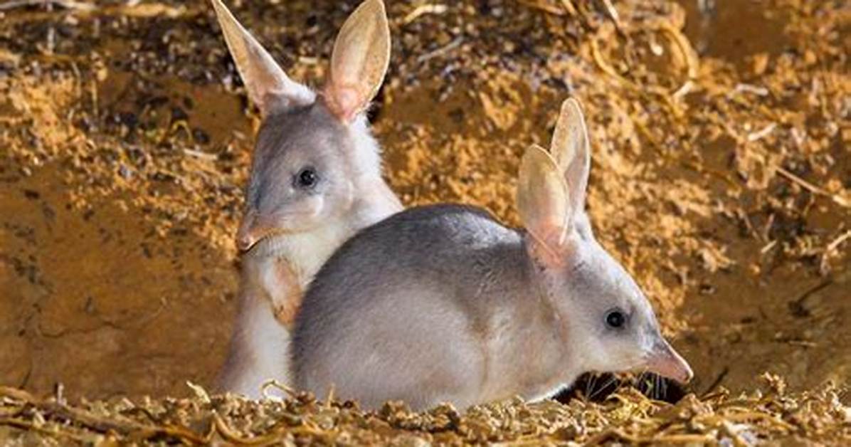 What Do Bilbies Do?