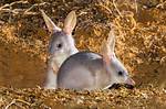 What Do Bilbies Do?