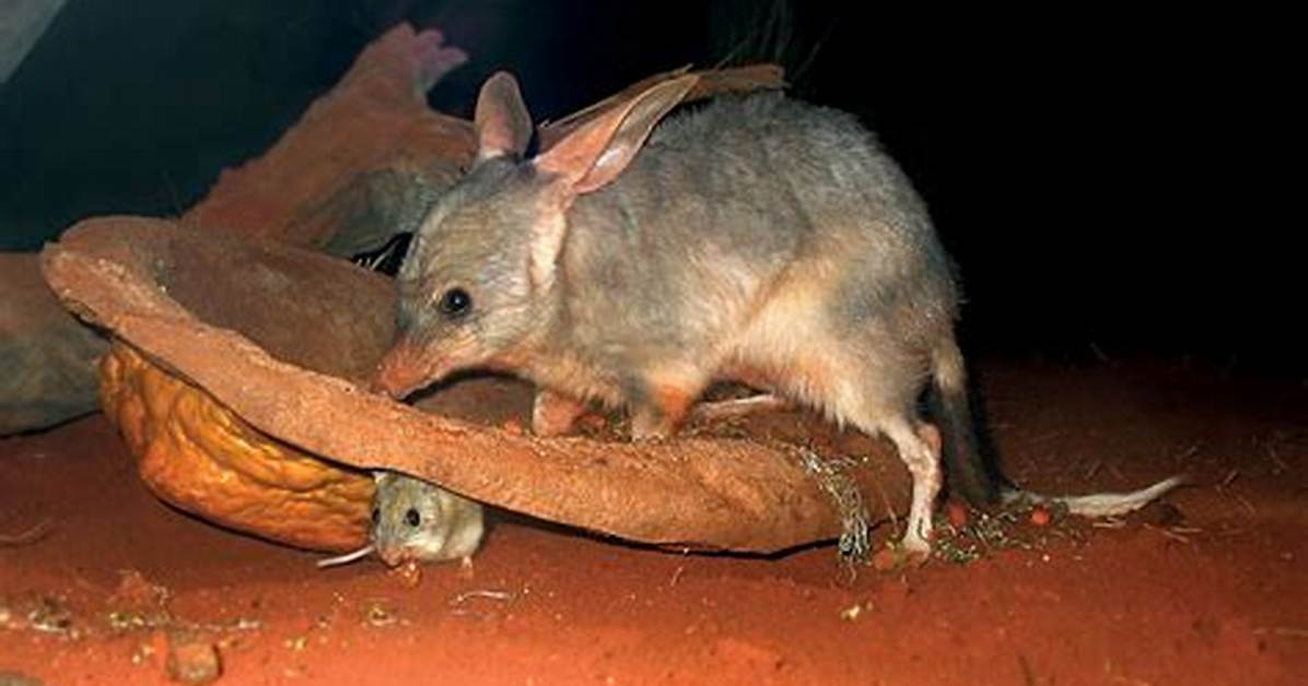 What Do Bilbies Eat?