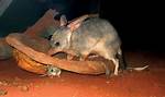 What Do Bilbies Eat?