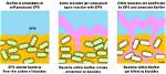 What Do Biocides Kill?