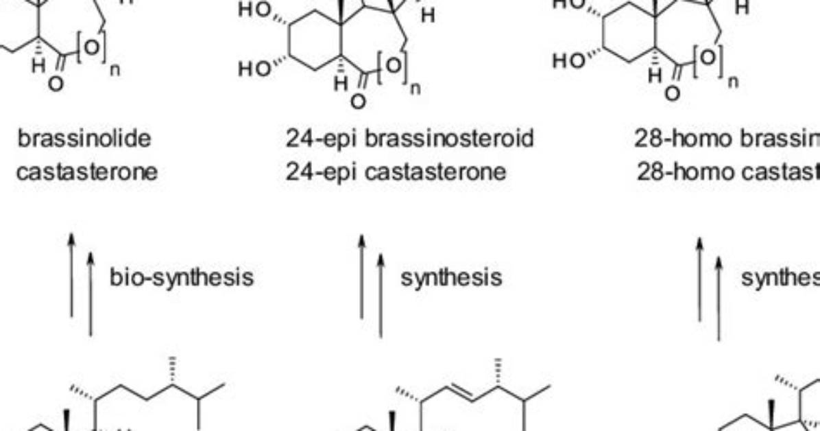 What Do Brassinosteroids Do? | Contextresponse. Com