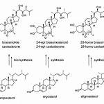 What Do Brassinosteroids Do? | Contextresponse. Com