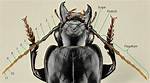 What Do Bug Antennae Do