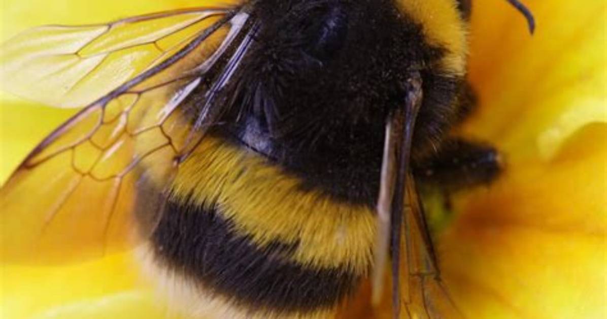 What Do Bumble Bees Like