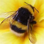 What Do Bumble Bees Like