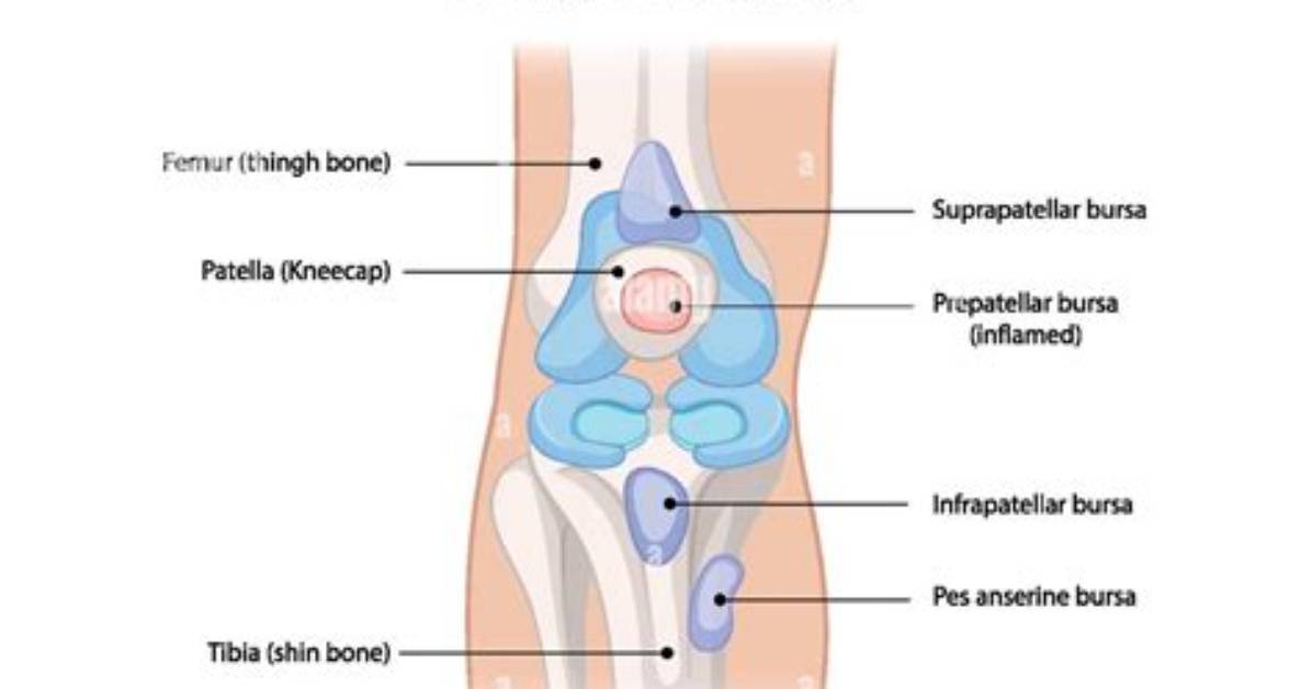 What Do Bursae Do?