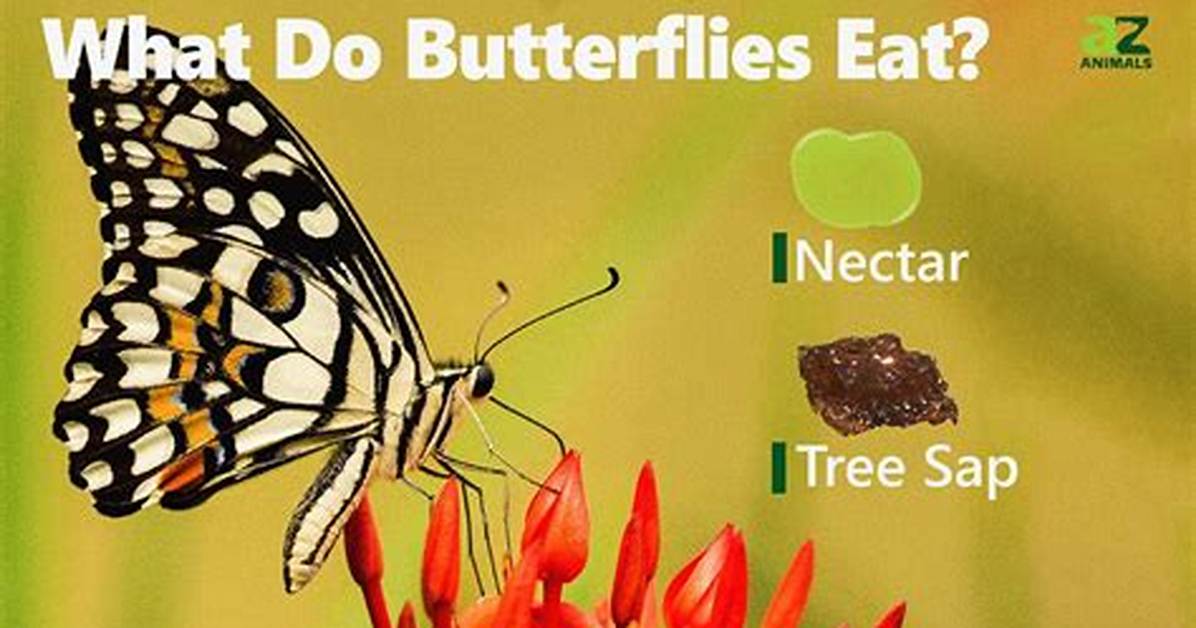 What Do Butterfly Eats