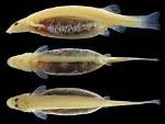 What Do Candiru Do?