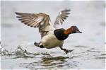 What Do Canvasbacks Eat?