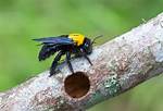 What Do Carpenter Bees Like