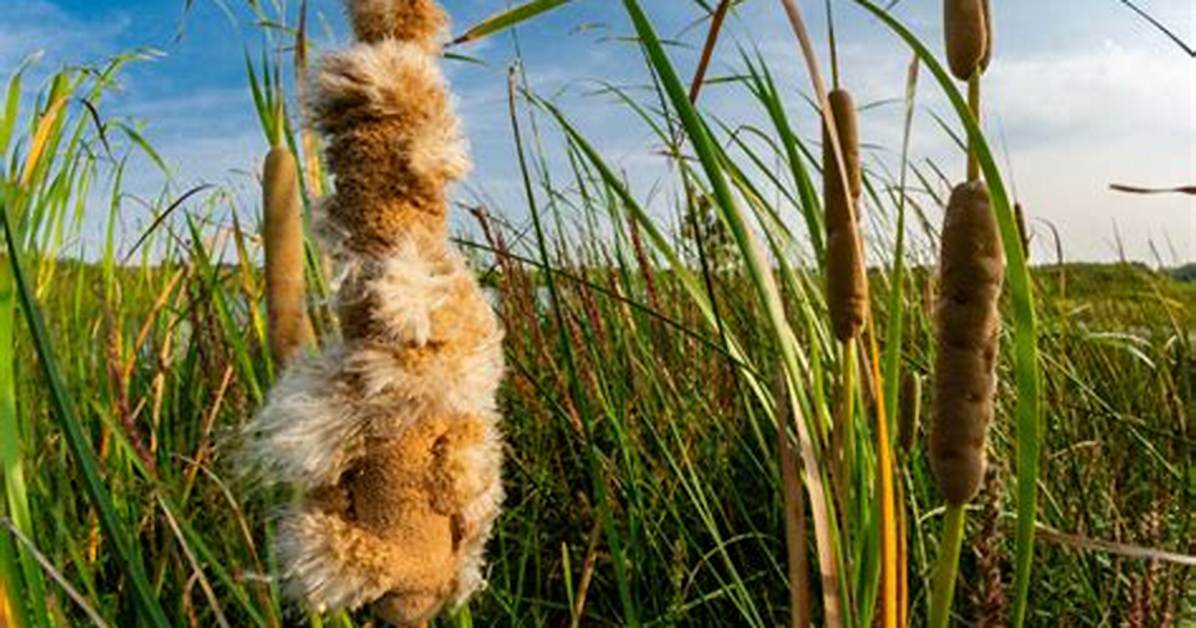 What Do Cattails Symbolize?