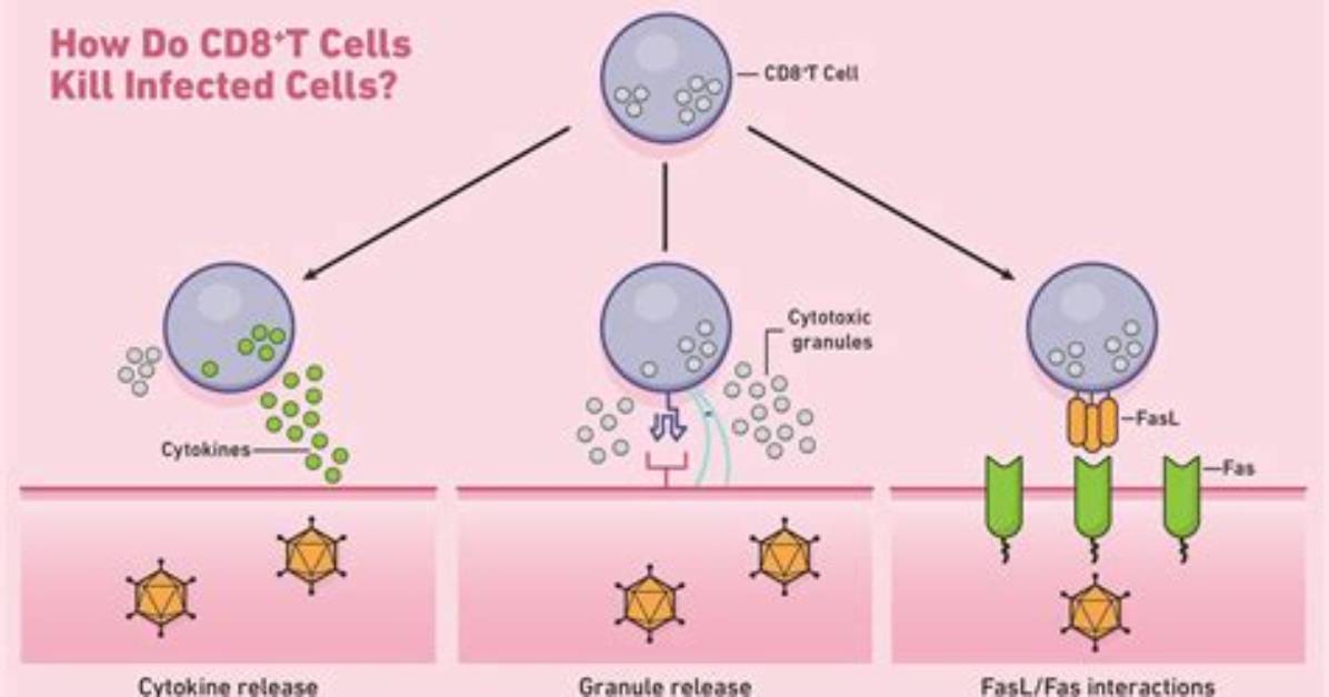 What Do Cd8 Cells Target
