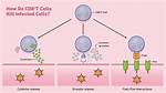 What Do Cd8 Cells Target