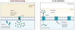 What Do Cftr Modulators Do?