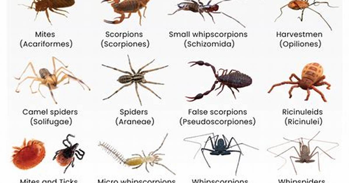 What Do Chelicerae Do?