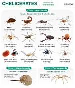 What Do Chelicerae Do?
