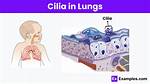 What Do Cilia Do?