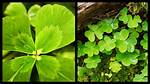 What Do Clovers Do?