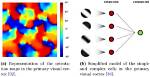 What Do Complex Cells in the Visual Cortex Respond To