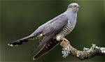 What Do Cuckoos Look Like?