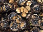 What Do Cyathus Mean?